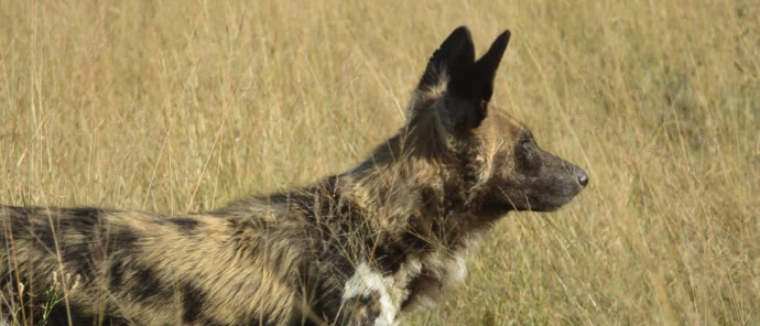 Machaba Safaris Gomoti Plains Camp Wild Dog Machaba Safaris Gomoti Plains Camp Wild Dog