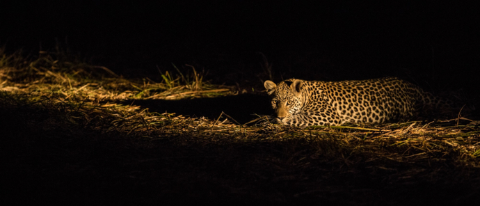 Resident leopard spotted near Kiri Camp in the Okavango Delta, Botswana Resident leopard spotted near Kiri Camp in the Okavango Delta, Botswana