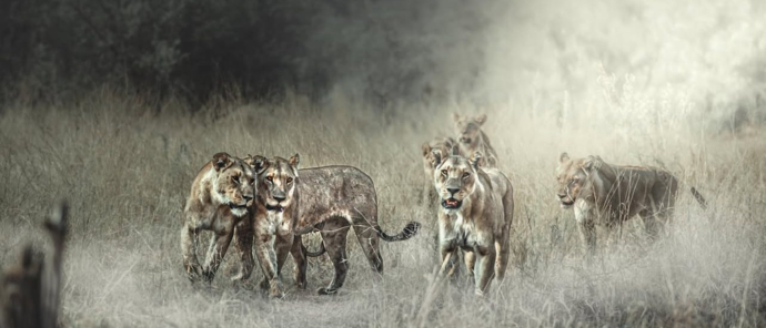 Machaba Camp Wildlife Sightings December 2025 Lioness Coalition