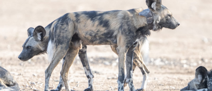 Machaba Ingwe Pan Camp Wildlife Sightings August 2026 Wild Dogs Right Before A Hunt