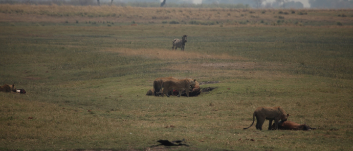 Machaba Botswana Chobe Ngoma Sighting June 2020 Body Image Lion Machaba Botswana Chobe Ngoma Sighting June 2020 Body Image Lion