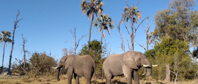 Botswana Okavango Gomoti Sightings July 2021 Elephant Botswana Okavango Gomoti Sightings July 2021 Elephant