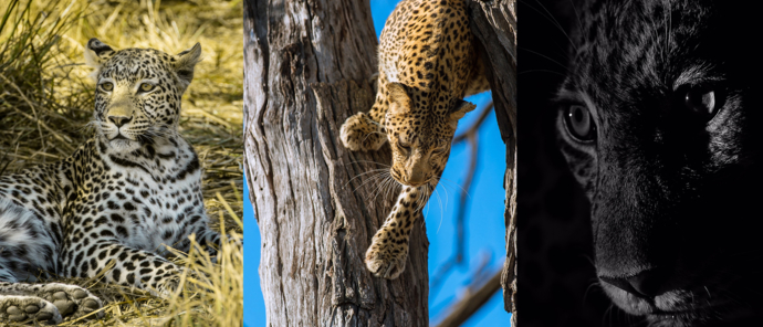 Botswana Machaba Camp Sightings September 2021 Leopards Botswana Machaba Camp Sightings September 2021 Leopards