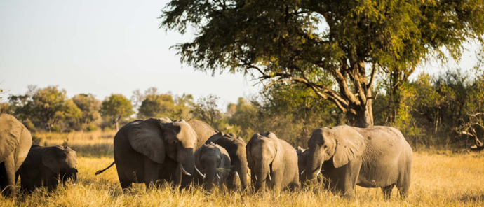 Botswana Okavango Delta Machaba Camp Sightings December 2021 Elephants Botswana Okavango Delta Machaba Camp Sightings December 2021 Elephants