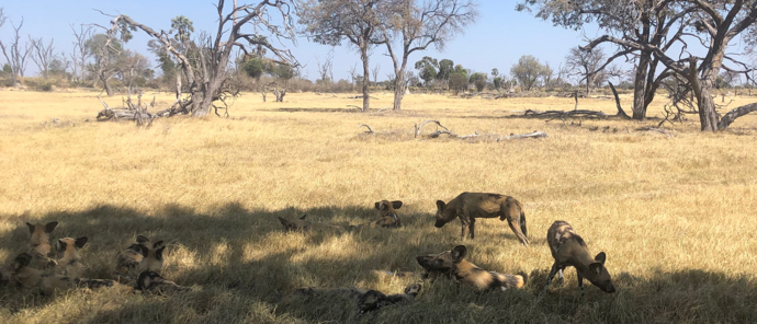 Machaba Camp Botswana Wildlife Stories July 2022 Wild Dog Pack Machaba Camp Botswana Wildlife Stories July 2022 Wild Dog Pack