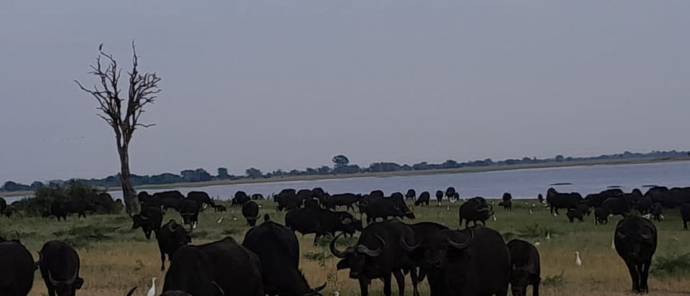 Botswana Ngoma Safari Lodge Buffalo Botswana Ngoma Safari Lodge Buffalo