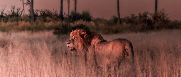 Machaba Deteema Springs Camp Wildlife Sightings May 2025 Beautiful Lion At Sunset Machaba Deteema Springs Camp Wildlife Sightings May 2025 Beautiful Lion At Sunset