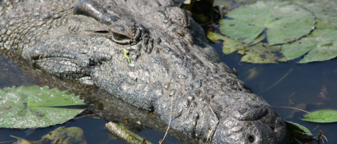Machaba Monachira Camp Wildlife Sightings June 2025 Crocodile Lurking In River Machaba Monachira Camp Wildlife Sightings June 2025 Crocodile Lurking In River