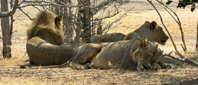 Machaba Mana River Camp Wildlife Sightings August 2026 Three Lions Resting