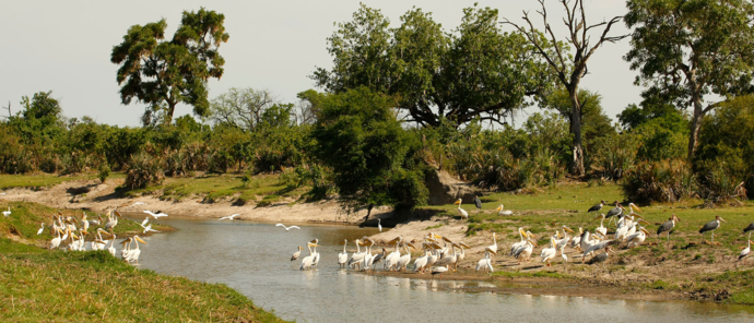 Botswana Okavango Delta Gomoti Camp Sightings May 2021 Pelican Birds Botswana Okavango Delta Gomoti Camp Sightings May 2021 Pelican Birds