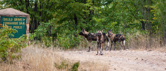 Zimbabwe Hwange Deteema Springs Sightings October 2021 Wild Dog Pack Zimbabwe Hwange Deteema Springs Sightings October 2021 Wild Dog Pack