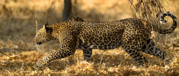 Machaba Safaris Machaba Camp Stories Oct 2023 Leopard Machaba Safaris Machaba Camp Stories Oct 2023 Leopard