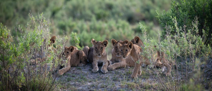 Northern Lion Cubs Gomoti Plains
