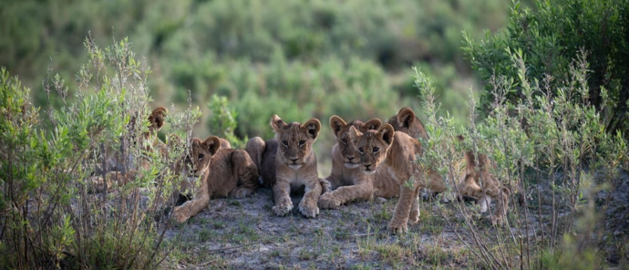 Northern Lion Cubs Gomoti Plains Northern Lion Cubs Gomoti Plains