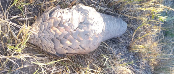 Pangolin spotted at Machaba Safaris Pangolin spotted at Machaba Safaris
