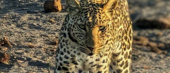 leopard spotted at machaba safaris leopard spotted at machaba safaris