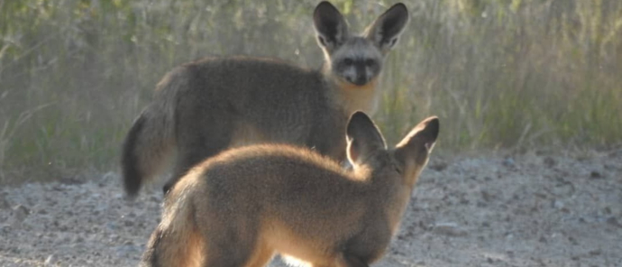 Machaba Verneys Camp Wildlife Sightings February 2025 Bat Eared Fox Sighting Machaba Verneys Camp Wildlife Sightings February 2025 Bat Eared Fox Sighting