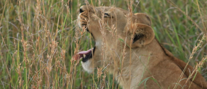 Machaba Monachira Camp Wildlife Sightings May 2026 Lioness Roaring