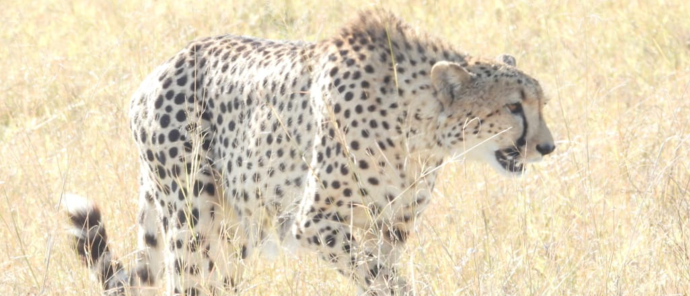 Machaba Kiri Camp Wildlife Sightings July 2026 Injured Cheetah