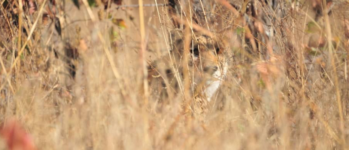 Machaba Deteema Springs Camp Wildlife Sightings August 2026 Cheetah In The Tall Grass