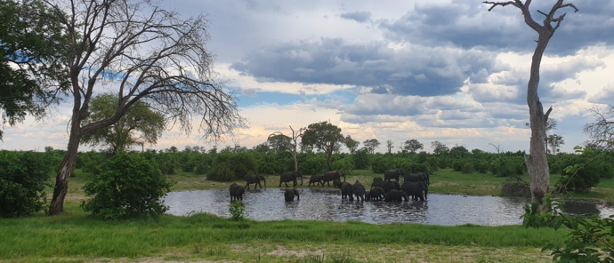 Machaba Safaris Botswana Chobe Ngoma Lodge Sightings Dec 2019 Body Image Elephant Machaba Safaris Botswana Chobe Ngoma Lodge Sightings Dec 2019 Body Image Elephant
