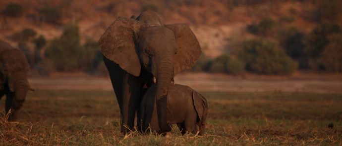 Machaba Botswana Chobe Ngoma Sighting June 2020 Body Image Elephant Herd Machaba Botswana Chobe Ngoma Sighting June 2020 Body Image Elephant Herd