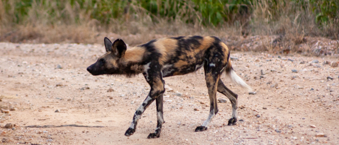 A wild dog is spotted on game drive with Deteema Springs Camp. A wild dog is spotted on game drive with Deteema Springs Camp.