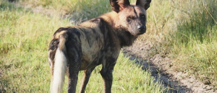 Machaba Gomoti Plains Camp Wildlife Sightings April 2025 Beautiful African Wild Dog Machaba Gomoti Plains Camp Wildlife Sightings April 2025 Beautiful African Wild Dog
