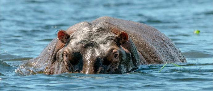 Machaba Safaris   Ngoma Safari   Wildlife Stories   May 2025   Hippo Machaba Safaris   Ngoma Safari   Wildlife Stories   May 2025   Hippo