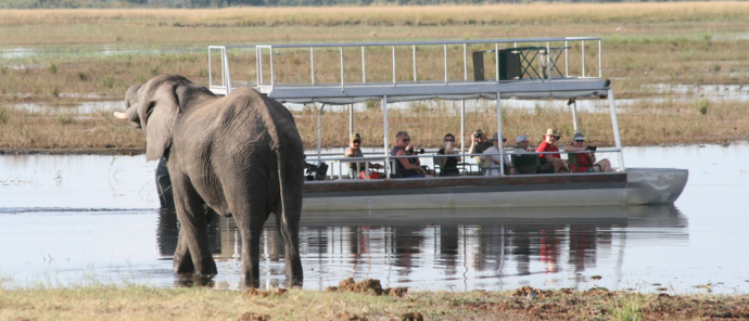Machaba Chobe National Park Elephant Viewing From Boat Dry Season Machaba Chobe National Park Elephant Viewing From Boat Dry Season