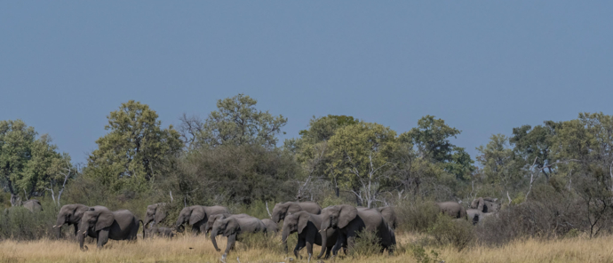 A herd of elephants moves through the Okavango Delta