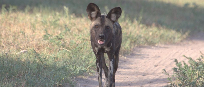 Machaba Botswana Chobe Ngoma Sighting January 2020 Wild Dog Machaba Botswana Chobe Ngoma Sighting January 2020 Wild Dog