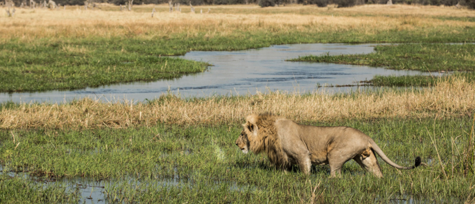 Botswana Okavango Delta Machaba Camp Sightings June 2021 Lion Botswana Okavango Delta Machaba Camp Sightings June 2021 Lion