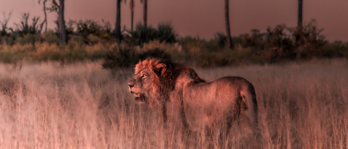 Botswana Gomoti Camp Lion Botswana Gomoti Camp Lion