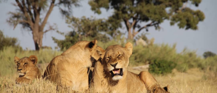 Lioness with cubs at Kiri Camp Lioness with cubs at Kiri Camp