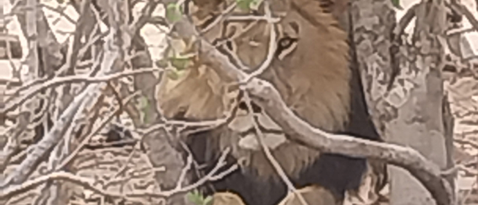 Machaba Verneys Camp Willdife Sightings December 2024 Lion Machaba Verneys Camp Willdife Sightings December 2024 Lion
