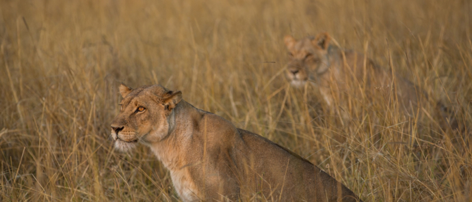 Two dominant lionesses looking for their next prey near Kiri Camp Two dominant lionesses looking for their next prey near Kiri Camp