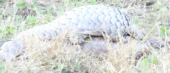 Machaba Kiri Camp Wildlife Sightings April 2026 Pangolin And Pangolin Pup