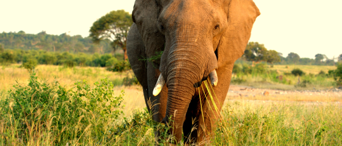 Machaba Deteema Springs Wildlife Sightings April Elephant Machaba Deteema Springs Wildlife Sightings April Elephant