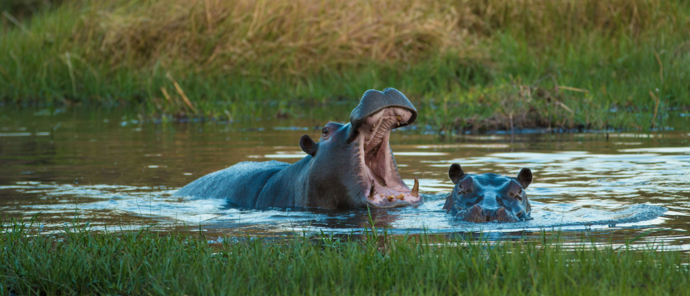 Botswana Okavango Delta Machaba Camp Sightings June 2021 Hippo Botswana Okavango Delta Machaba Camp Sightings June 2021 Hippo