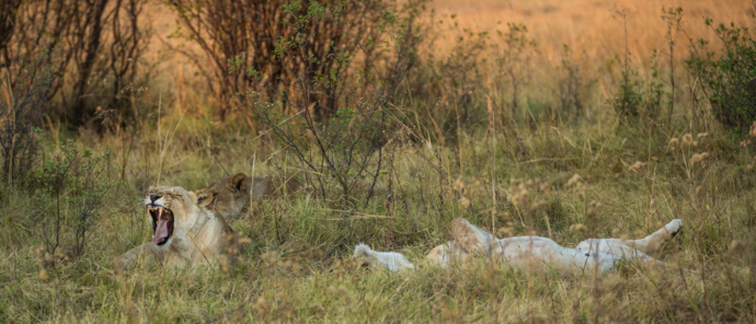 Botswana Machaba Camp Elephants Lions Zebra Botswana Machaba Camp Elephants Lions Zebra