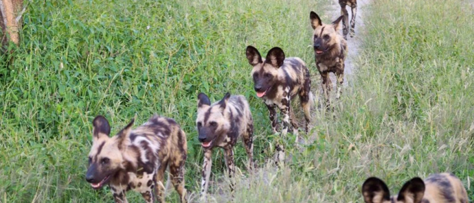 Machaba Gomoti Plains October Sightings African Wild Dogs Machaba Gomoti Plains October Sightings African Wild Dogs
