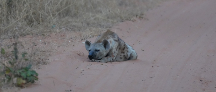 Machaba Ingwe Pan Camp Wildlife Sightings June 2025 Hyena Sleeping On The Road Machaba Ingwe Pan Camp Wildlife Sightings June 2025 Hyena Sleeping On The Road