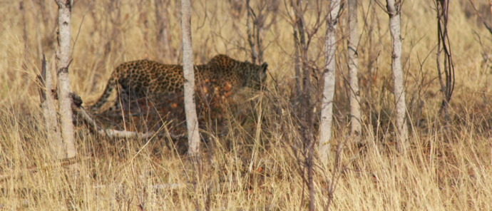 Machaba Verneys Camp Wildlife Sightings October 2025 Leopardess Prowling