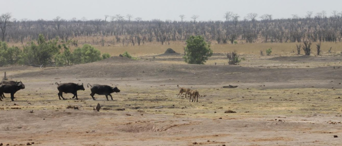 Machaba Deteema Springs Camp Wildlife Sightings October 2025 Buffalo Protecting Their Calfs
