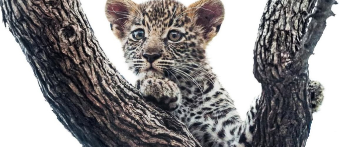 Machaba Camp Wildlife Sightings December 2025 Leopard Cub In A Tree