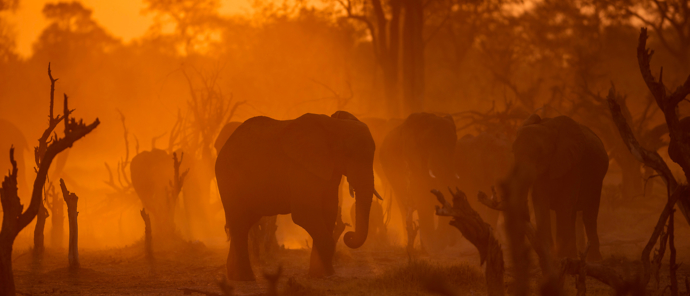 Botswana Okavango Delta Machaba Camp August Sightings 2021 Elephant Silhouette Botswana Okavango Delta Machaba Camp August Sightings 2021 Elephant Silhouette