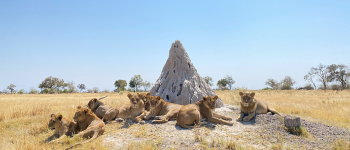 Machaba Safaris Okavango Delta Kiri Camp Wildlife Sightings August 2022 Lounging Lions Machaba Safaris Okavango Delta Kiri Camp Wildlife Sightings August 2022 Lounging Lions