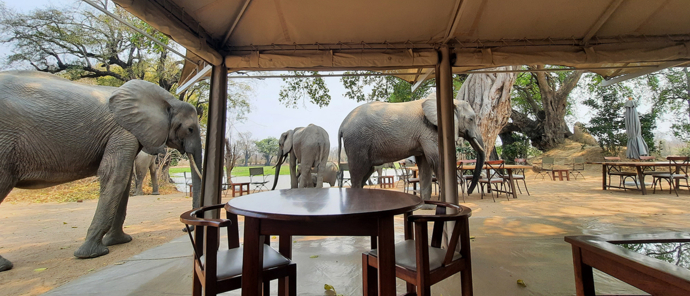Machab Safaris Zimbabwe Ingwe Pan Camp Elephant Visit Machab Safaris Zimbabwe Ingwe Pan Camp Elephant Visit
