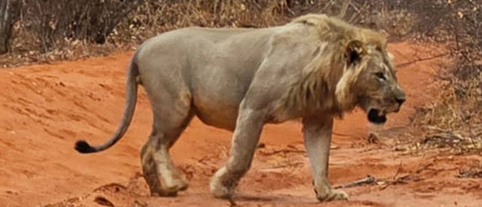 Male Lion Walking Across Plains Male Lion Walking Across Plains